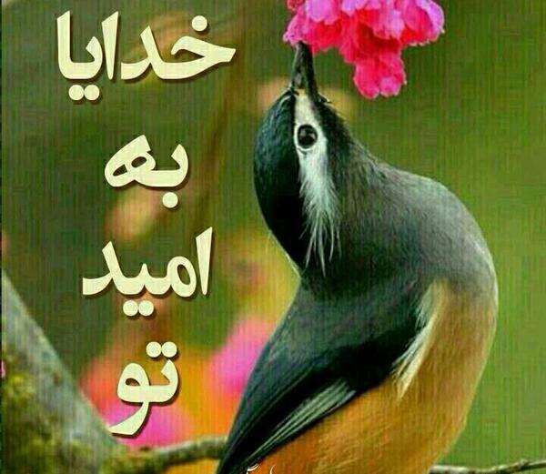 عکس شاد یراحی