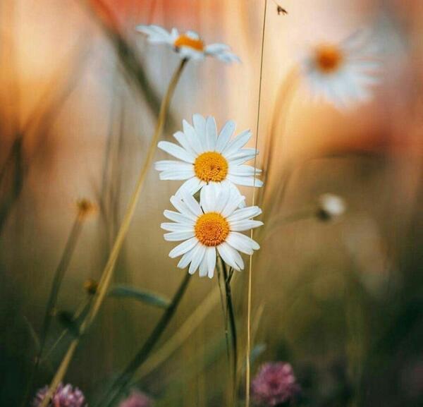 عکس شاد یراحی