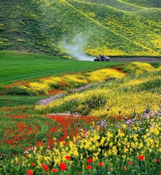 عکس صحرا سبز