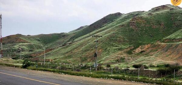 عکس صحرا سبز