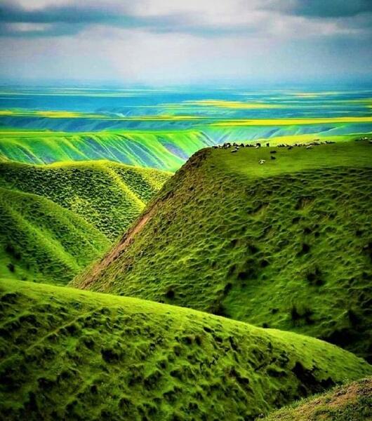 عکس صحرا سبز