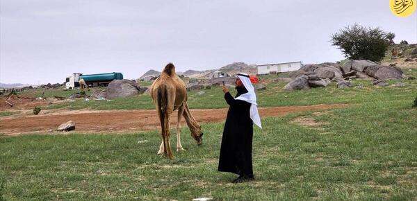 عکس صحرا سبز
