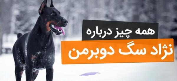 عکس سگ شیتزو تریر مشکی