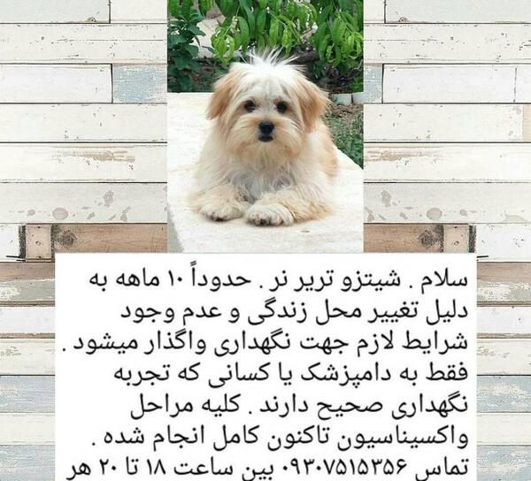 عکس سگ شیتزو تریر مشکی