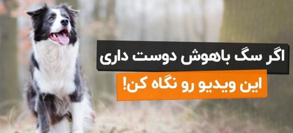 عکس سگ شیتزو تریر مشکی