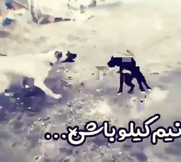 عکس توله سگ سرابی فروشی