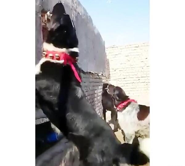 عکس توله سگ سرابی فروشی