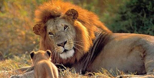 عکس تصویر زمینه شیر خفن