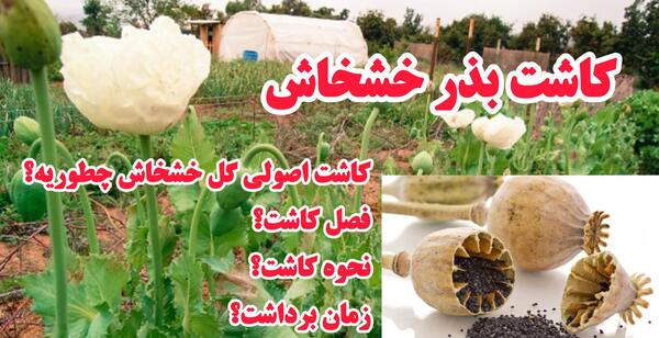 عکس تریاک در افغانستان