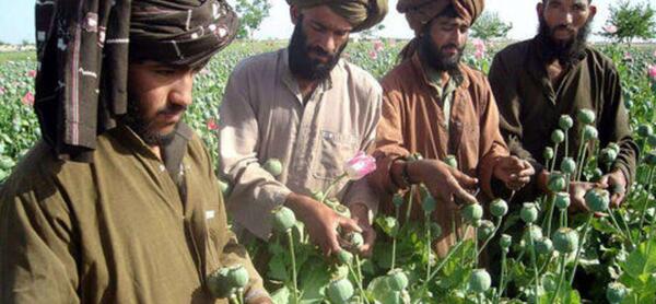 عکس تریاک در افغانستان