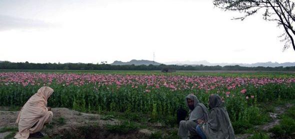 عکس تریاک در افغانستان