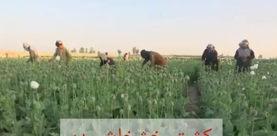 عکس تریاک در افغانستان