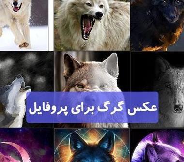عکس یک گرگ وحشی