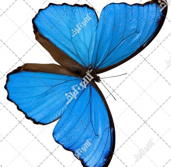 عکس پروانه نقاشی