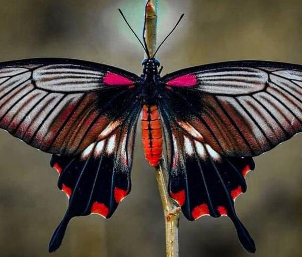 عکس پروانه نقاشی