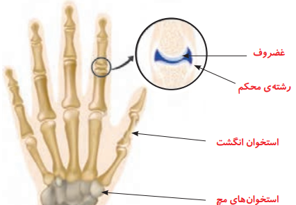 عکس اسکلت درس علوم پنجم