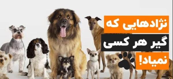 عکس سگ تریر جیبی