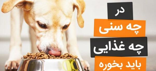 عکس سگ تریر جیبی