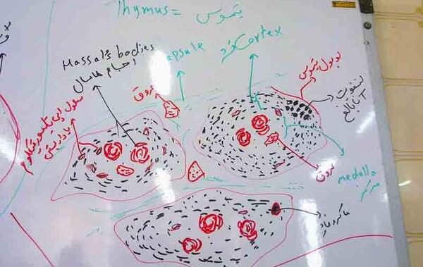 عکس بافت استخوانی