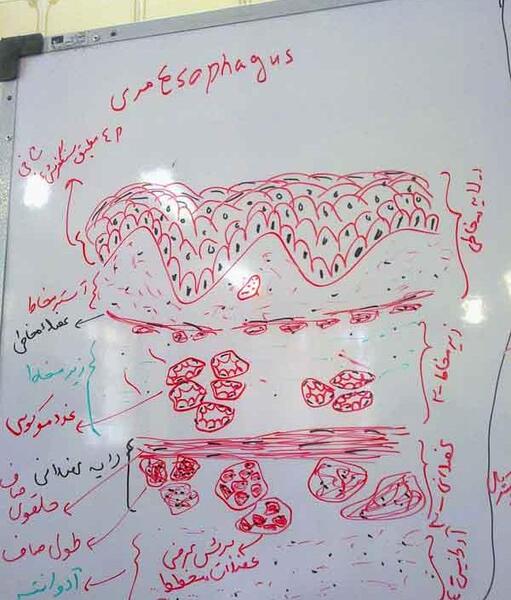 عکس بافت استخوانی