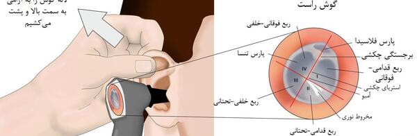 عکس بافت استخوانی