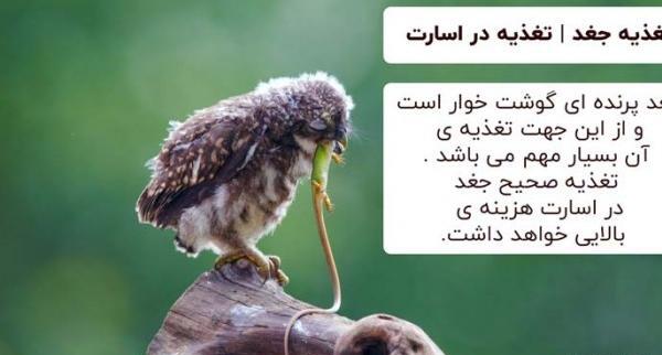 عکس لانه ی جغد