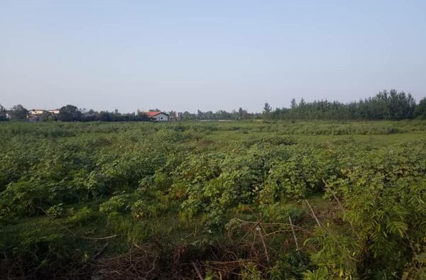 عکس زمین باغی