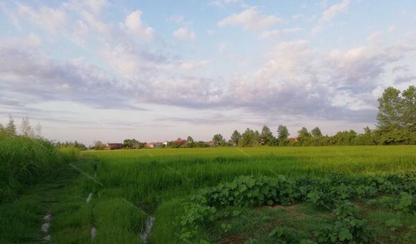 عکس زمین باغی