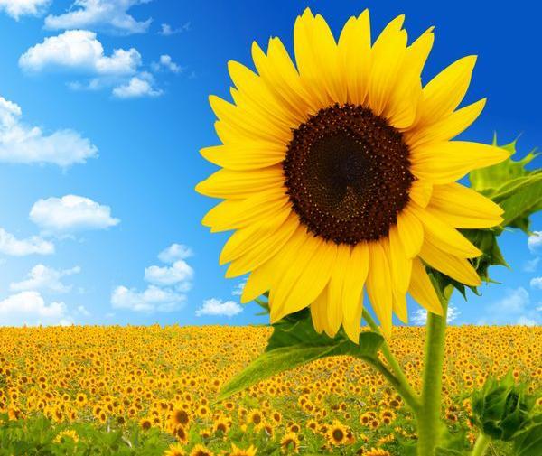 عکس زمین باغی