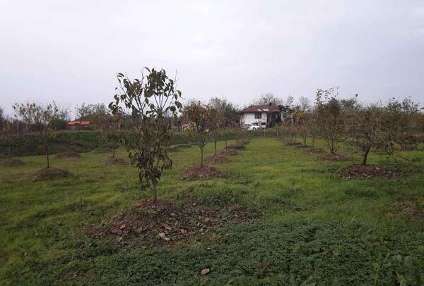 عکس زمین باغی