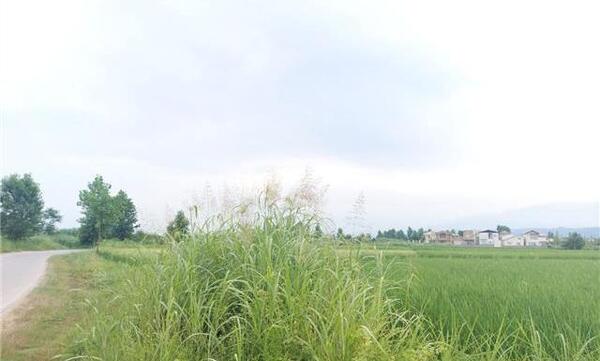 عکس زمین باغی