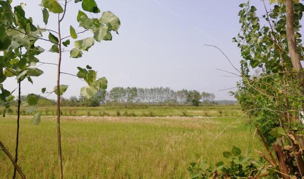 عکس زمین باغی