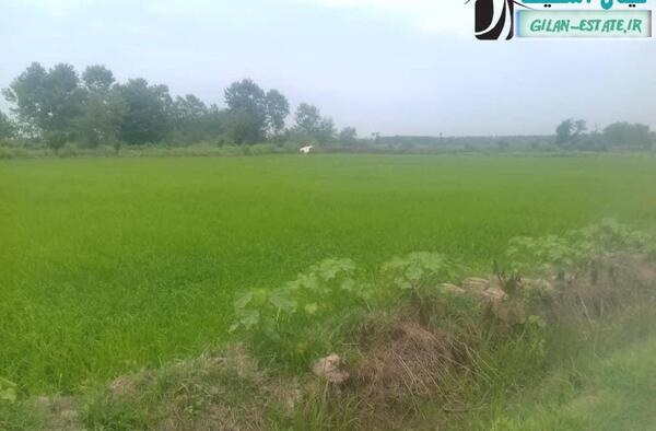 عکس زمین باغی