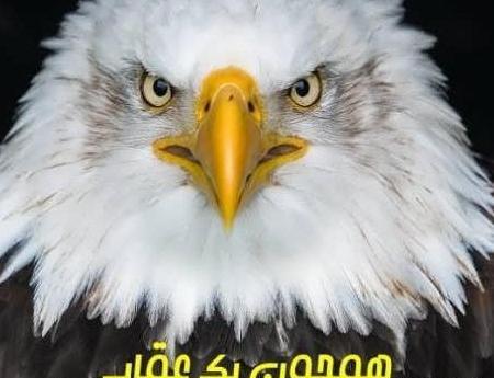 عکس گرانترین عقاب