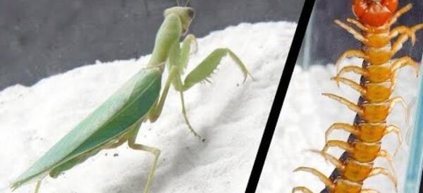 عکس عنکبوت جالوت