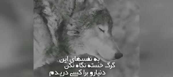 عکس نوشته زیبای گرگ