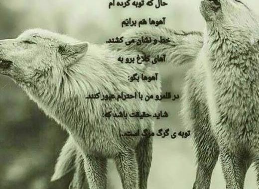 عکس نوشته زیبای گرگ