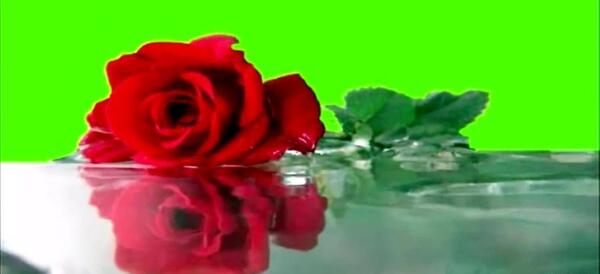 عکس گل روی آب برای پروفایل