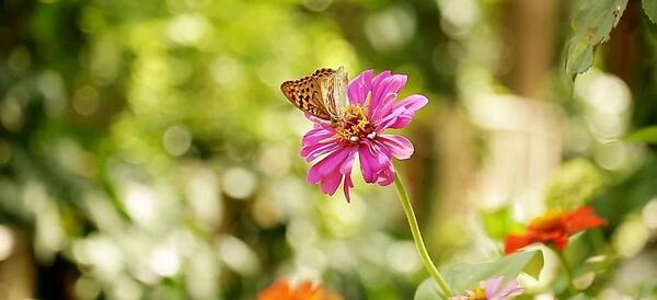عکس گل روی آب برای پروفایل