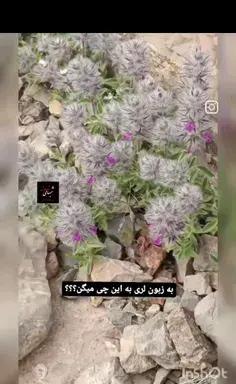 عکس مارمولک دراز