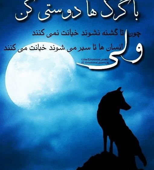 عکس پروفایل واتساپ گرگ