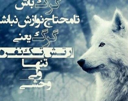 عکس پروفایل واتساپ گرگ