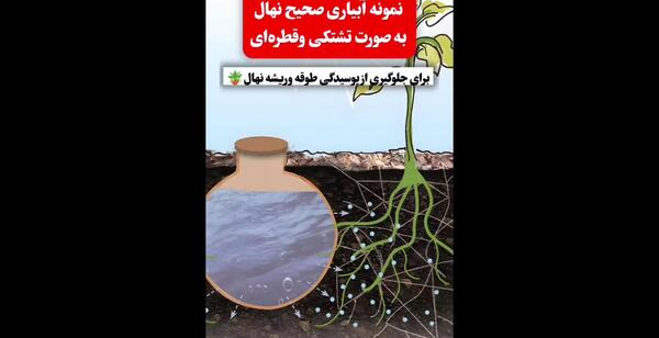 عکس شتر گلو