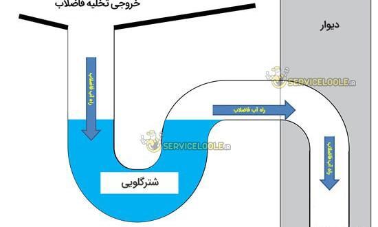 عکس شتر گلو