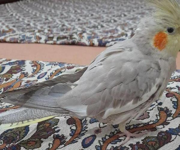 عکس عروس هلندی سه ماهه