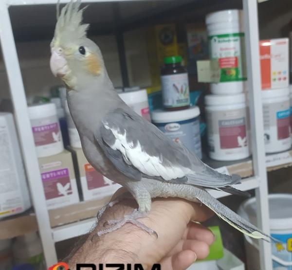عکس عروس هلندی سه ماهه