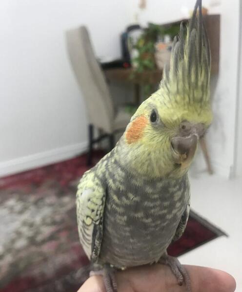 عکس عروس هلندی سه ماهه