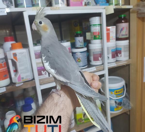 عکس عروس هلندی سه ماهه