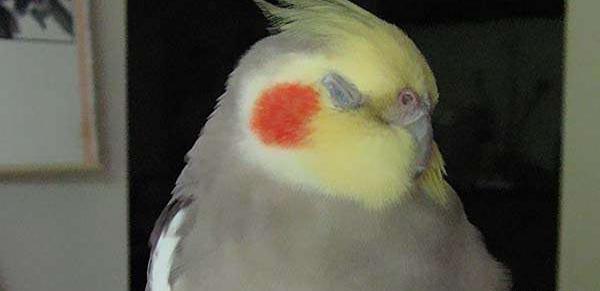 عکس عروس هلندی سه ماهه