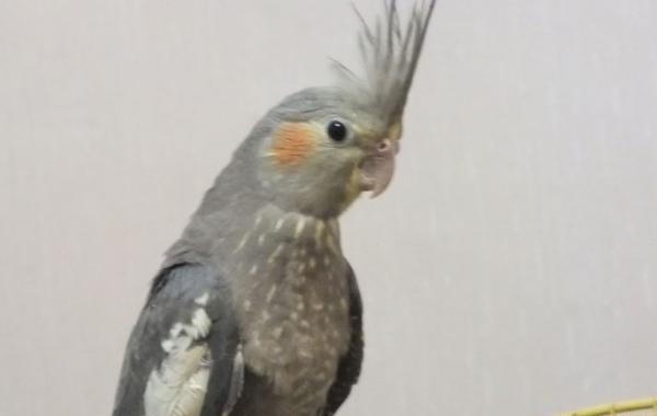 عکس عروس هلندی سه ماهه